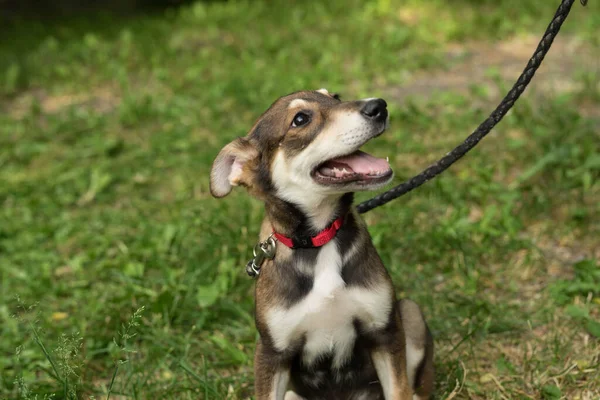 Cachorro tricolor sin hogar con un collar y un lazo — Foto de Stock