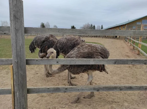 Uma avestruz grande caminha fora da cerca — Fotografia de Stock