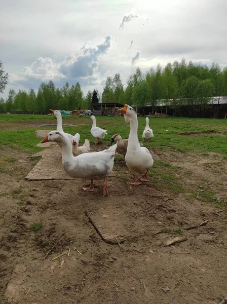 Weiße Gänse spazieren auf grünem Gras — Stockfoto