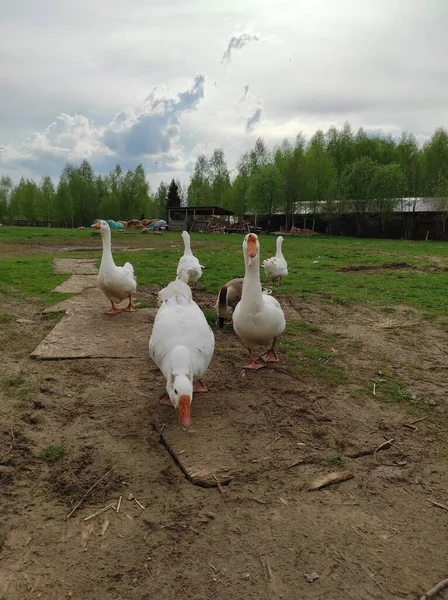 Witte ganzen lopen op groen gras — Stockfoto