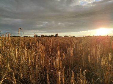 Günbatımında dikenleri ve gökkuşağı olan büyük bir arazi.