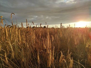 Günbatımında dikenleri ve gökkuşağı olan büyük bir arazi.