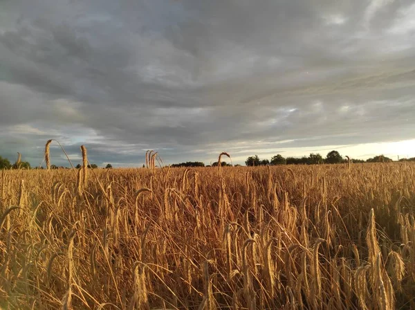 Large field with spikelets and a rainbow at sunset — Stock Photo, Image