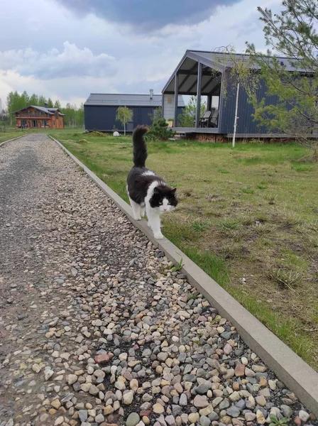 Kucing hitam dan putih berjalan di pinggir jalan di musim panas — Stok Foto