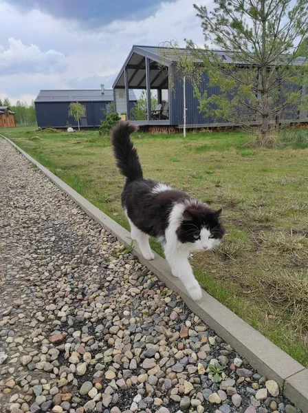 Gato preto e branco caminha no passeio no verão — Fotografia de Stock