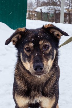 Kışın tasmalı başıboş bir köpek