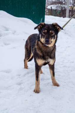 Kışın tasmalı başıboş bir köpek