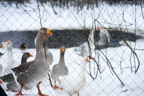 Ganzen wandelen buiten in de winter — Stockfoto