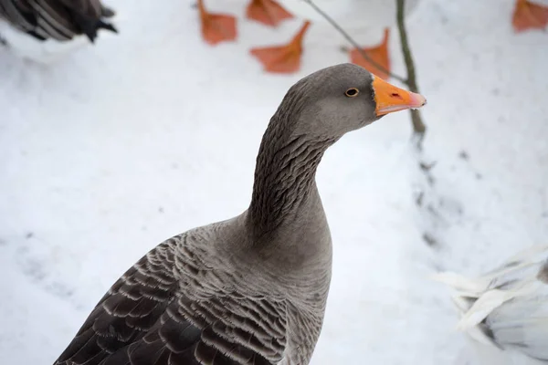 Ganzen wandelen buiten in de winter — Stockfoto