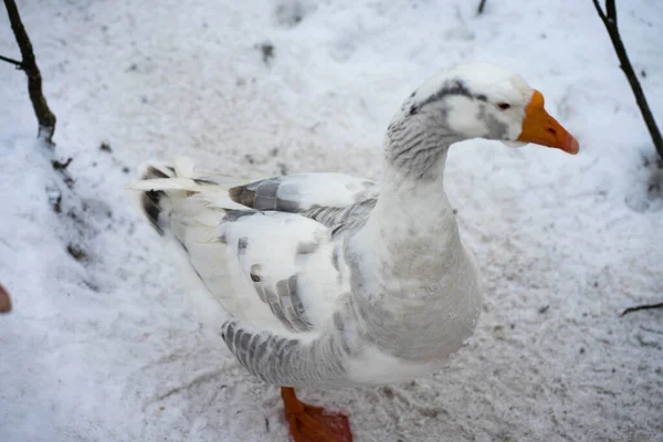 Os gansos andam lá fora no inverno — Fotografia de Stock