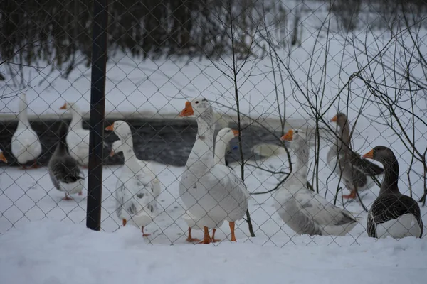 Gęsi wychodzą zimą na zewnątrz — Zdjęcie stockowe