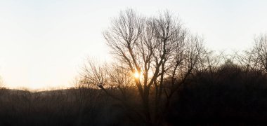 Güneşin ışınları bir bahar ağacının dallarından geçiyor. Gökyüzü ve bulutlar. Bahar. Yapraksız ağaç dalları