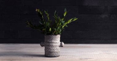 Saksıdaki yeşil çimenler. Bitki kutu ağacından. Ahşap bir arka planda.