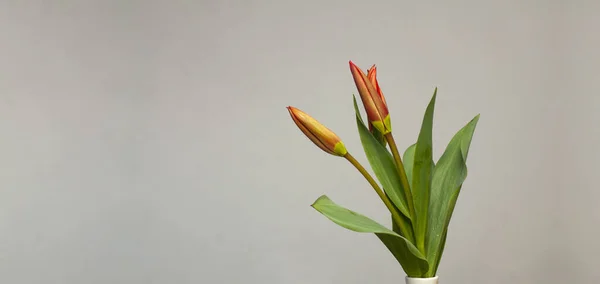 Ваза Весняними Квітами Тюльпанів Тло Порожнє Місце — стокове фото