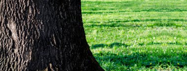 Büyük bir ağacın gövdesi. Havla. Yeşil çimen.