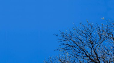 Yaprakları olmayan bir ağacın dalları mavi gökyüzüne karşı. Bahar. Kış.