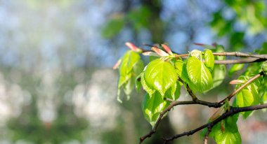 Güneş ışınları ve ışık yeşil yapraklar ve ağaç dalları arasında parlıyor. Bahar. Yaz.
