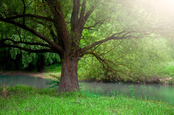 Gran Árbol Verde Orilla Del Río Primavera Verano —  Fotos de Stock