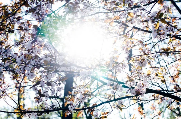 Cerejeiras Florescentes Primavera Raios Sol Através Das Folhas Flores Brancas — Fotografia de Stock