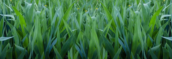 Zelené Listy Tulipánů Jarní Výhonek Kvetoucí Pupen — Stock fotografie