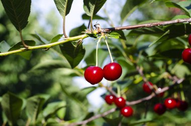 Ağaçtaki kiraz meyveleri. Kiraz Bahçesi. Yaz.