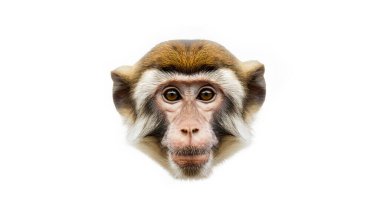 Beyaz arka plandaki maymun kafası izole edilmiş. Şempanze ağızlığı. Primatlar