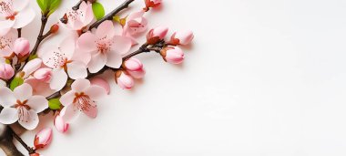 Arka planda pembe elma çiçeği. Bahar bayrağı ve kart. Bahar çiçekleri ve tomurcukları