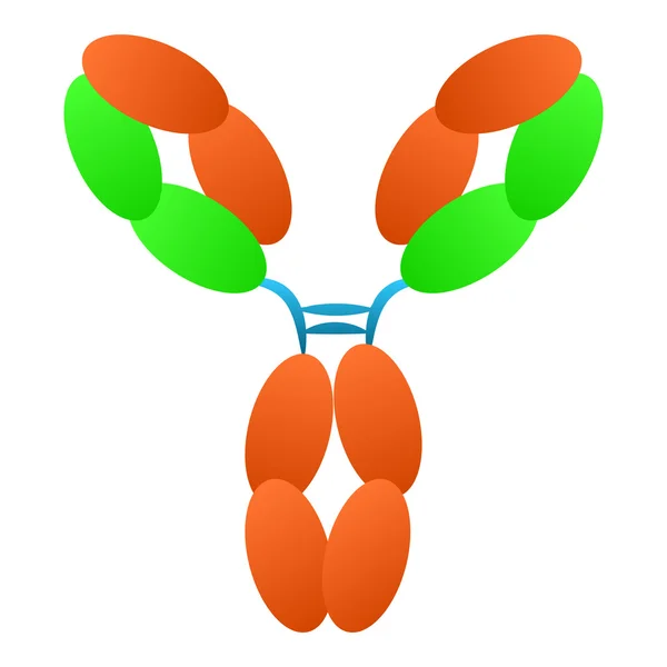 Antibody immunoglobulin molecule structure — Stock Vector