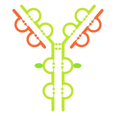 Antibody immunoglobulin molecule structure clipart