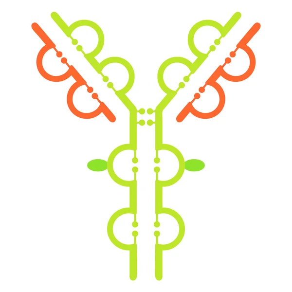 Antikor immünglobulin molekül yapısı