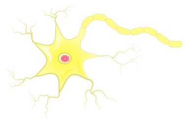 Nöron hücre axon vektör çizim ile