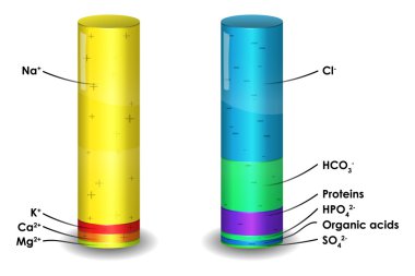 Human blood plasma ion composition clipart