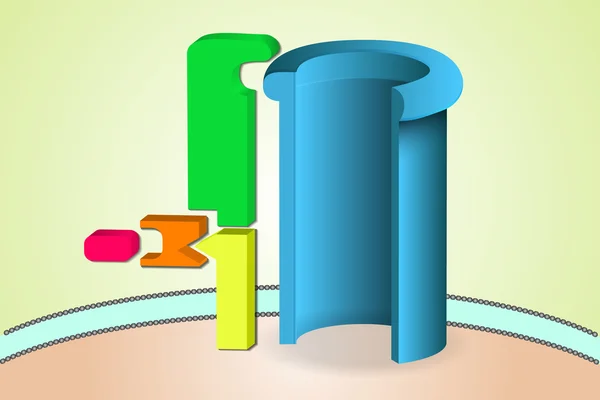 Alternative pathway of complement system — Stock Vector