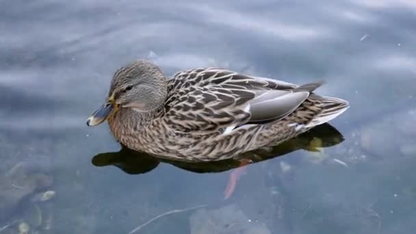 Маллардська качка плаває на воді в деталях 4K — стокове відео