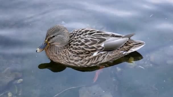 Pato Mallard flotando en el agua en detalle 4K — Vídeos de Stock