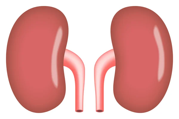 腎臓の単純なベクトル図 — ストックベクタ