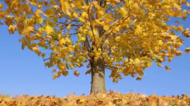 Trockene gelbe Blätter auf Ahornbaum schweben im Wind 4k — Stockvideo