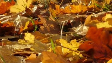 Ayrıntı renkli düşmüş akçaağaç yaprakları