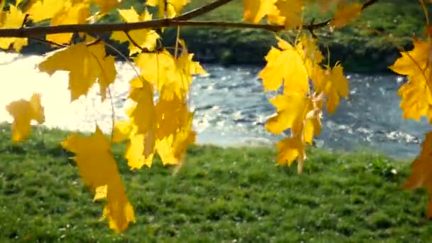 Gelbe Ahornblätter bewegen sich im Wind mit Fluss im Hintergrund in Zeitlupe — Stockvideo