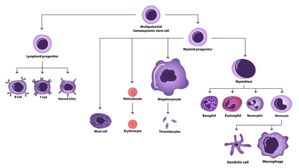 Hematopoiesis cell types scheme — Stock Vector