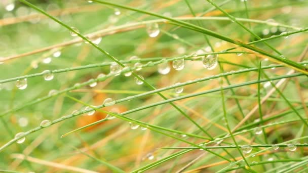 Rocío gotas en la hierba macro diapositiva tiro — Vídeos de Stock