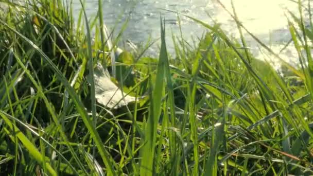 Les feuilles d'herbe flottent dans le vent avec la rivière en arrière-plan 4K 