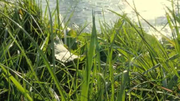 Grass leaves float in wind with river in background 4K — Stock Video