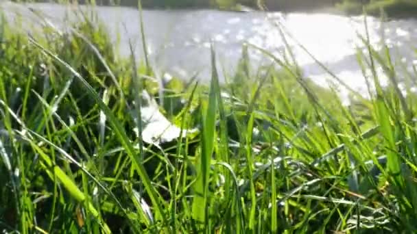 Hojas de hierba flotan en el viento con el río en el fondo 4K — Vídeo de stock