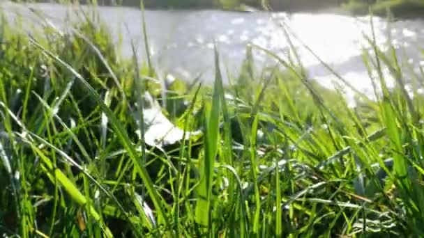 Les feuilles d'herbe flottent dans le vent avec la rivière en arrière-plan 4K 