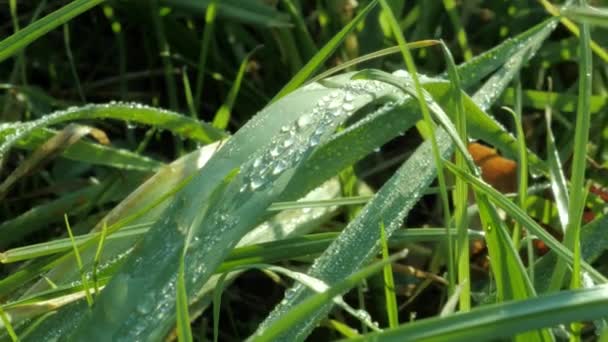 Water drops on grass leaves in windy weather zoom shot — Stock Video