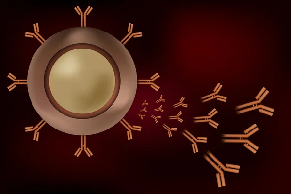 B-cel lymfocyt produceren antilichamen — Stockvector