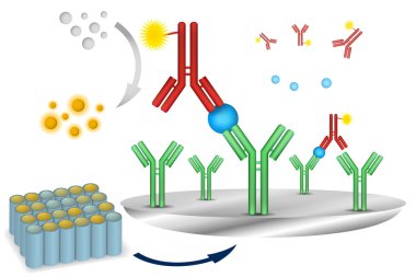 ELISA immuno assay reaction scheme clipart