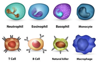 White blood cells overview clipart