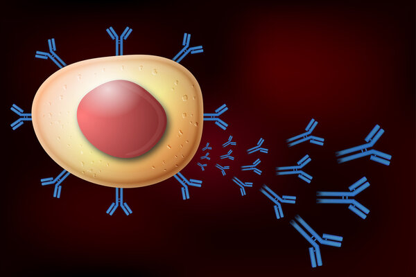 B cell lymphocyte producing antibodies